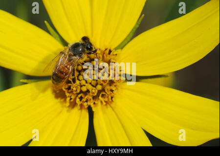 Honigbiene (Apis Mellifera), Erwachsene auf Maximilians Sonnenblume (Helianthus Maximilianii). Comal County, Hill Country, Zentral-Texas, USA. Oktober. Stockfoto