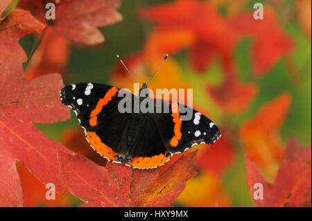 Butterfly Red Admiral (Vanessa Atalanta) thront auf Bigtooth-Ahorn (Acer Grandidentatum). Verlorene Maples Staatspark, Hill Country, Zentral-Texas, USA. November. Stockfoto