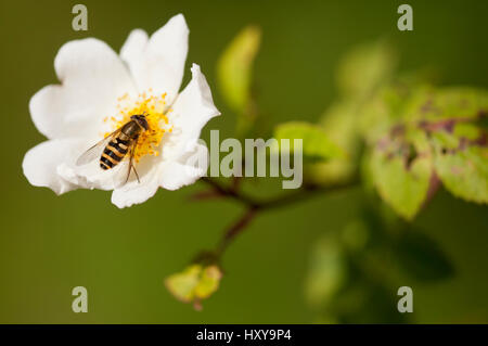 Marmelade Schwebfliege (Episyrphus Balteatus) ernähren sich von Nektar von Feld-Rose (Rosa Arvensis). Dänemark-Farm, Lampeter, Wales, UK. Juni. Stockfoto