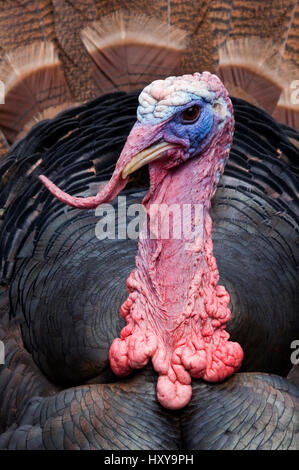 Männliche wilder Truthahn (Meleagris Gallopavo) Kopf Portrait, gefangen. Stockfoto