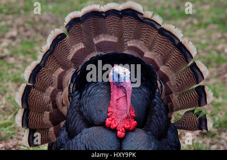 Männliche wilder Truthahn (Meleagris Gallopavo) anzeigen, gefangen. Stockfoto