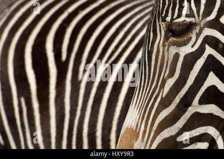 GREVY Zebra (Equus Grevyi) Nahaufnahme des Kopfes und Streifen, gefangen. Stockfoto