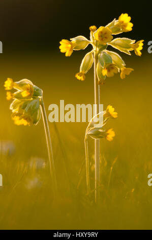 Cowslips (Primula Veris) mit Hintergrundbeleuchtung im Abendlicht, Durlston Country Park, in der Nähe von Swanage, Dorset, UK, April. Stockfoto