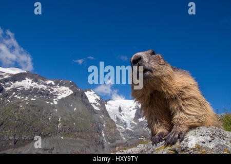 Alpine Murmeltier (Marmota marmota), mit dem Großglockner (3798 m) im Hintergrund, Nationalpark Hohe Tauern, Österreich, Juli Stockfoto