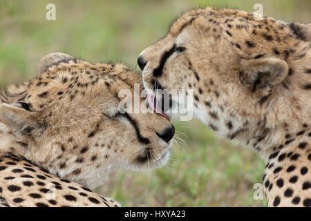 Gepard (Acinonyx Jubatus) zwei Brüder Reinigung gegenseitig, Masai Mara Game Reserve, Kenia. Gefährdete Arten. Stockfoto