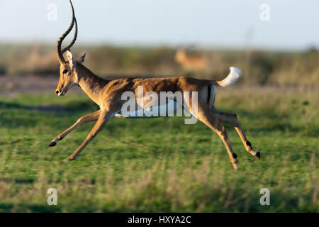 Impala (Aepyceros melampus) männlich an, die in der Morgendämmerung, Masai-Mara Game Reserve, Kenia Stockfoto