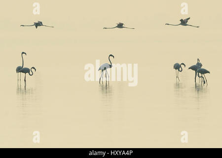 Eurasischen Flamingos (Phoenicopterus Roseus) aufgereiht auf der Pulicat See, Tamil Nadu, Indien, Januar 2013. Stockfoto