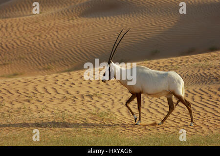 Arabische Oryx (Oryx Leucoryx) Dubai Desert Conservation Reserve, Dubai, Vereinigte Arabische Emirate. Stockfoto