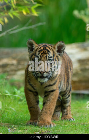 Juvenile Sumatra-Tiger (Panthera Tigris Sumatrae), im Alter von vier Monaten, Gefangenschaft, tritt in Sumatra, Indonesien Stockfoto