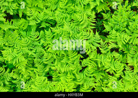 Kalkstein Eiche Farn (Gymnocarpium Robertianum) Blätter, Saltoluokta Bereich, Greater Laponia Verwilderung Area, Lappland, Norrbotten, Schweden, Juni. Stockfoto