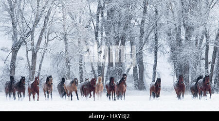 Quarter Horses im Schnee auf der Ranch, Shell, Wyoming, USA, Februar laufen. Stockfoto