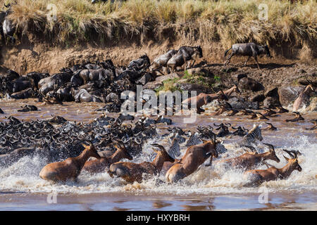 Topi (Damaliscus lunatus), Gnus (connochaetes Taurinus) und Zebras (Equus quagga) Überquerung des Mara River, Masai-Mara Game Reserve, Kenia. Stockfoto