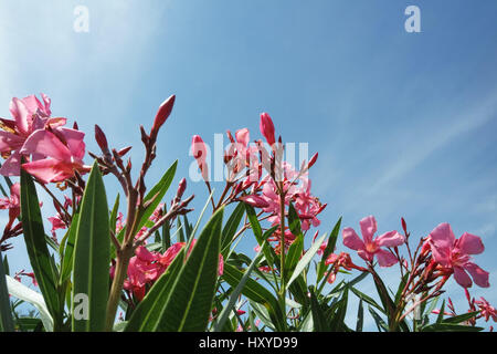 Unter Ansicht von einer Hecke aus rosa Oleander Blüten mit einem blauen Himmelshintergrund Stockfoto