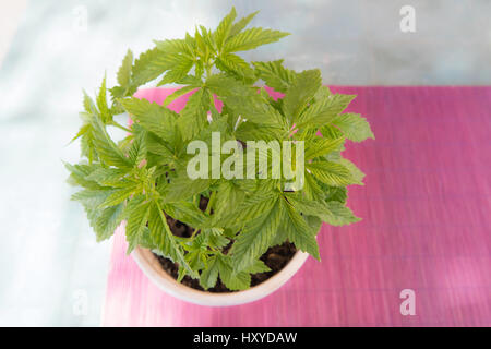 Vogelperspektive Blick auf einen Topf der Cannabis-Pflanze unter einem schattigen Tageslicht Stockfoto