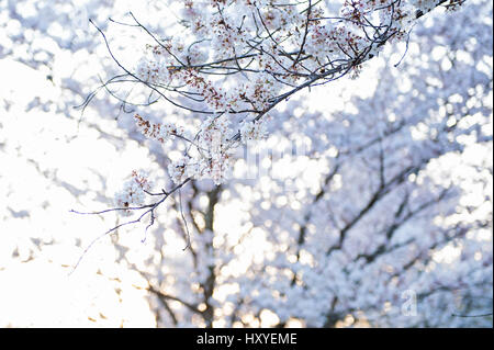 Verträumte Kirschblüten mit Hintergrundbeleuchtung Stockfoto