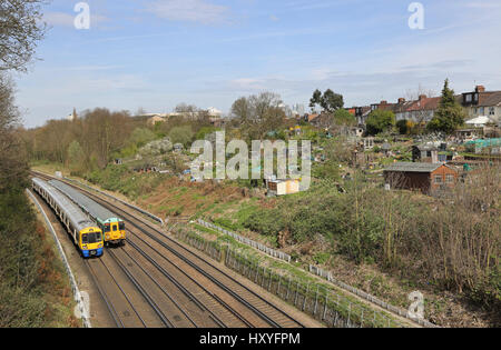 Züge öffentlichen Kleingärten neben der Bahnlinie in Brockley, Südost-London - wo Anwohner Obst und Gemüse wachsen. Stockfoto