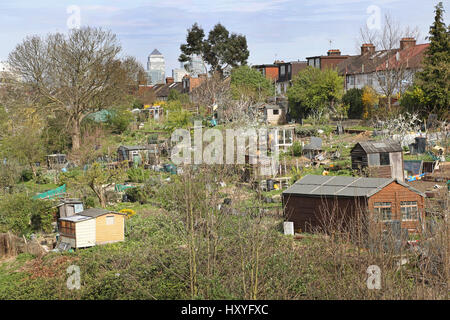 Öffentliche Kleingärten neben der Bahnlinie in Brockley, südöstlichen London wo Anwohner Obst und Gemüse wachsen. Canary Wharf über hinaus zeigt. Stockfoto