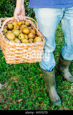 Beine von einem Land Mann mit Bluejeans und Regen Stiefel in den Rasen ein Korb von Pippin Äpfel Stockfoto