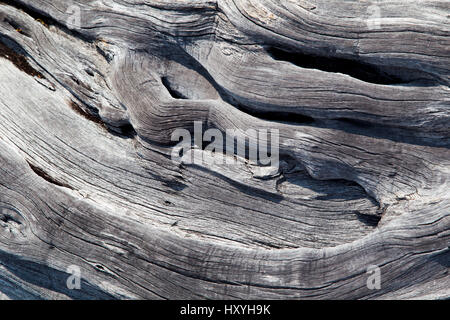 Muster in das Holz von einem toten Baumstamm auf Big Island, Hawaii, USA. Stockfoto