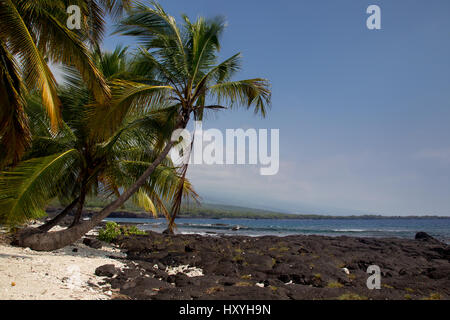 Palmen am Strand an der Puuhonua O Honaunau Park auf Big Island, Hawaii, USA. Stockfoto