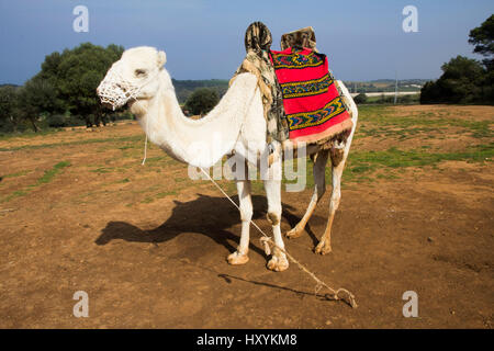 Eine allgegenwärtige Präsenz in fast allen nordafrikanischen Sehenswürdigkeit ist ein Kamel - natürlich für Reiten gegen eine kleine Gebühr zur Verfügung.  Tipaza Provinz, Alge Stockfoto
