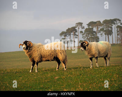 Swaledale Ram oder Tup mit großen geschweiften Hörnern auf Bauernhof in Cumbria mit Ewe neben und Baumbestand im Hintergrund Stockfoto