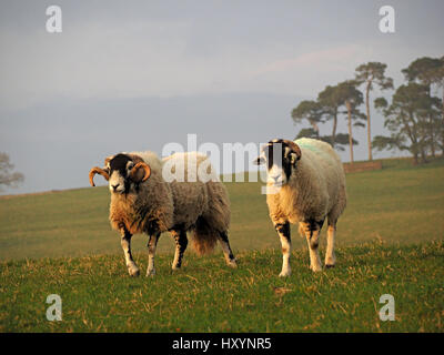 Swaledale Ram oder Tup mit großen geschweiften Hörnern auf Bauernhof in Cumbria mit Ewe neben und Baumbestand im Hintergrund Stockfoto