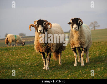 Swaledale Ram oder Tup mit großen geschweiften Hörnern auf Bauernhof in Cumbria mit Ewe neben und Felder und Bäume im Hintergrund Stockfoto