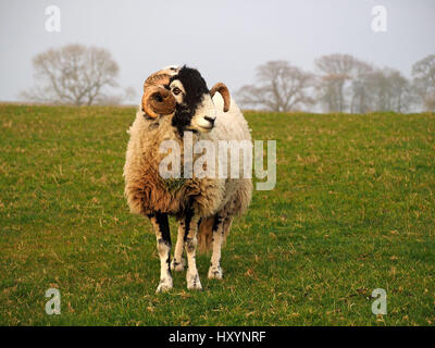 feine Swaledale Ram oder Tup mit langen lockigen Hörnern auf Bauernhof in Cumbria mit Skyline und Bäume im Hintergrund Stockfoto