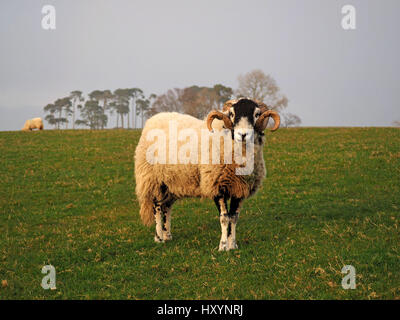 feine Swaledale Ram oder Tup mit langen lockigen Hörnern auf Bauernhof in Cumbria mit Skyline und Bäume im Hintergrund Stockfoto