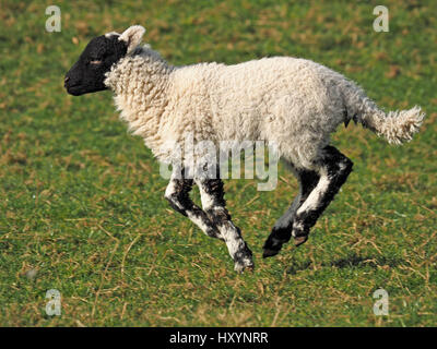 Neugeborene schwarz konfrontiert Lamm in einem Feld Gras mit Schweif hinter streaming Stockfoto