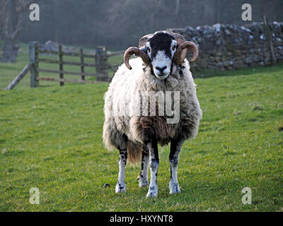 Swaledale Ram oder Tup mit langen lockigen Hörnern auf Bauernhof in Cumbria mit Trockenmauer und Tor im Hintergrund Stockfoto