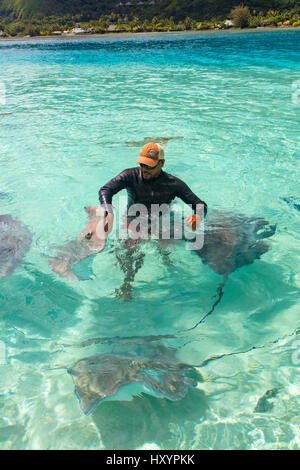 Sting Ray, Tiahura, Moorea, Französisch-Polynesien Stockfoto