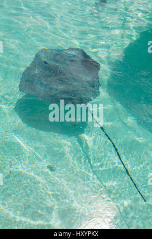 Sting Ray, Tiahura, Moorea, Französisch-Polynesien Stockfoto