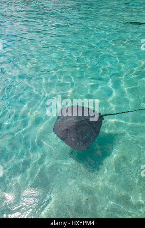 Sting Ray, Tiahura, Moorea, Französisch-Polynesien Stockfoto