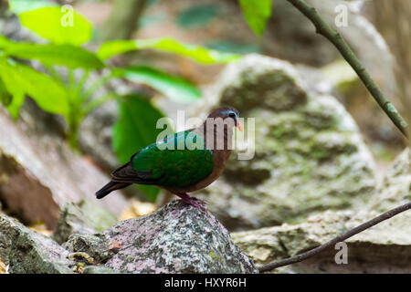 Emerald Dove Chalcophaps Indica auf einem Felsen in der Natur gelegen. Stockfoto