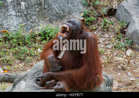 Orang-Utan mit offen Mund zeigen Eckzähne. Stockfoto