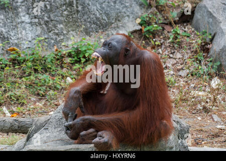 Orang-Utan mit offen Mund zeigen Eckzähne. Stockfoto