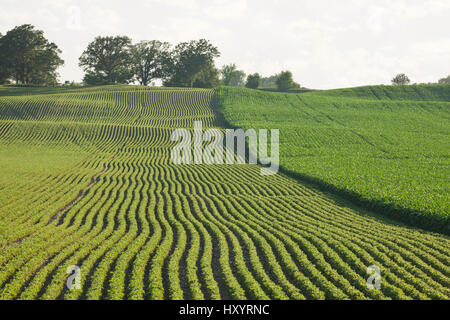 Zwei Felder von Mais und Sojabohnen nebeneinander in der späten Nachmittag Sonne Stockfoto