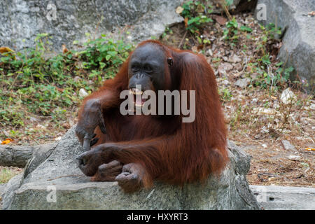 Orang-Utan mit offen Mund zeigen Eckzähne. Stockfoto