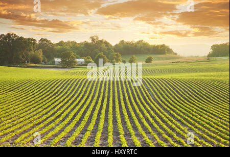 Zeilen der jungen Sojapflanzen in Minnesota bei Sonnenuntergang erschossen. Stockfoto