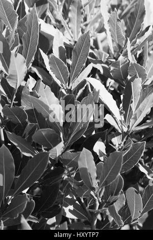 Bild der grünen Lorbeerbaum Blätter / Triebe (Lorbeer / Laurus Nobilis), vertikale Ansicht schwarz / weiß Bild Stockfoto