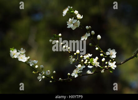 Aprikosenbaum Zweig mit Blumen auf dunkelgrünen natürlichen Hintergrund mit Textfreiraum Stockfoto
