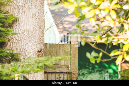Blaue und graue Vogel sitzend auf Holzzaun Stockfoto