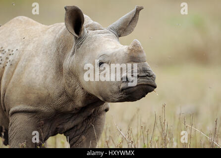 Breitmaulnashorn (Ceratotherium Simum) Kalb, iMfolozi Nationalpark, Südafrika. Stockfoto