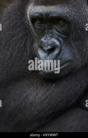 Westlicher Flachlandgorilla (Gorilla Gorilla Gorilla) Porträt, in Gefangenschaft, tritt in Zentralafrika. Vom Aussterben bedroht. Stockfoto