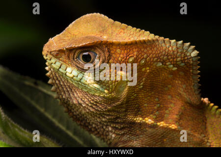 Kopfporträt behelmter Basilisk (Corytophanes Cristatus) Halbinsel Osa, Costa Rica. Stockfoto