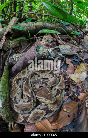 Lanzenotter (Bothrops Asper) Regenwald Stock getarnt. Corcovado Nationalpark, Osa Halbinsel, Costa Rica. Stockfoto