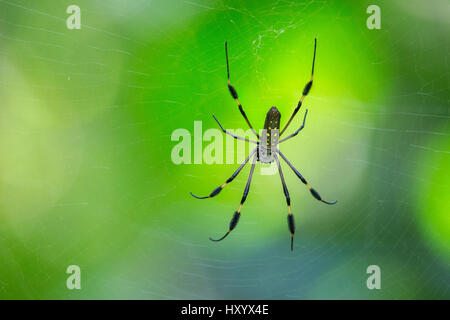 Golden Orb-Web Spider weiblich (Nephila Clavipes) im Web. Corcovado Nationalpark, Osa Halbinsel, Costa Rica, Stockfoto