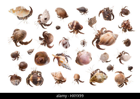 Ecuador-Einsiedlerkrebs / Pacific Hermit Crab (Coenobita Compressus) im Studio. Corcovado Nationalpark, Osa Halbinsel, Costa Rica. Digital Composite. Stockfoto